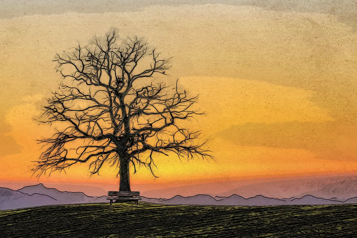 Kahler Baum im Sonnenuntergang